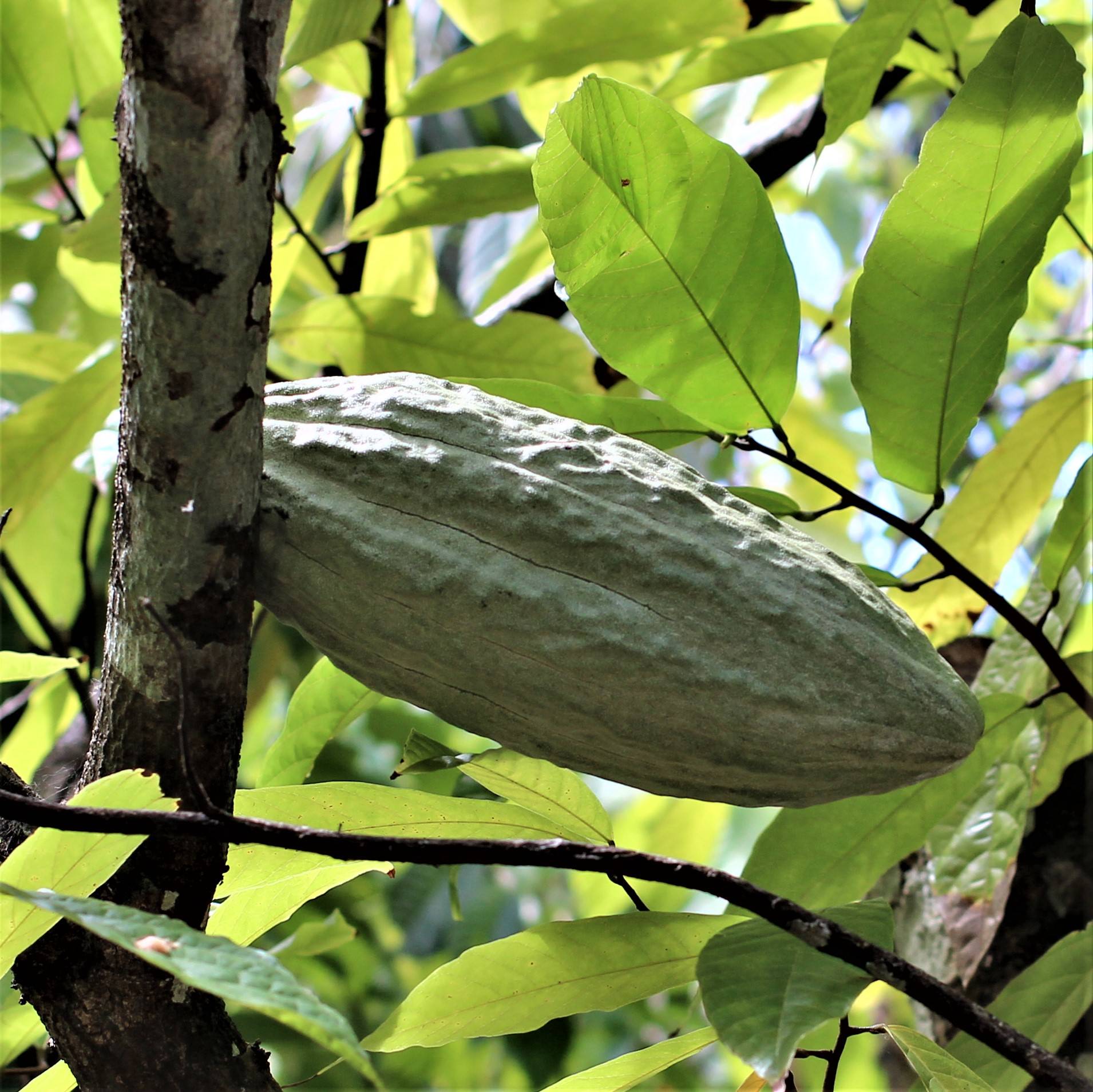Theobroma cacao